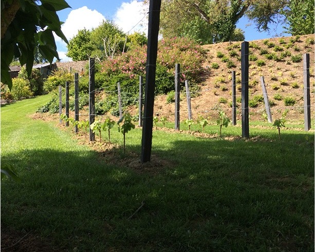 Plantation de vignes