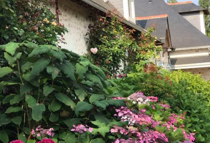 Massifs d'hortensias