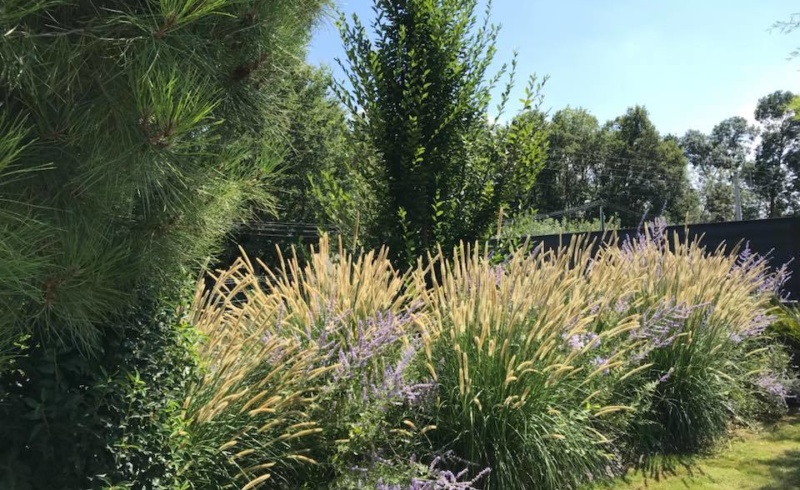 Mélange de graminées et de perovskias